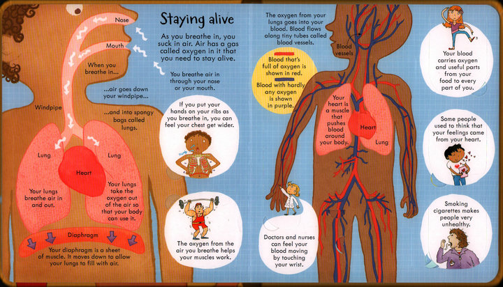 Look Inside Science Baby Educational Picture Cardboard Montessori Materials English Language Books Reading Books for Kids Look Inside Science Baby Educational Picture Cardboard Montessori Materials English Language Books Reading Books for Kids